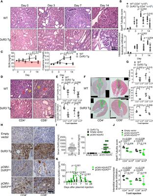 Decoy Receptor 3 Suppresses T-Cell Priming and Promotes Apoptosis of Effector T-Cells in Acute Cell-Mediated Rejection: The Role of Reverse Signaling